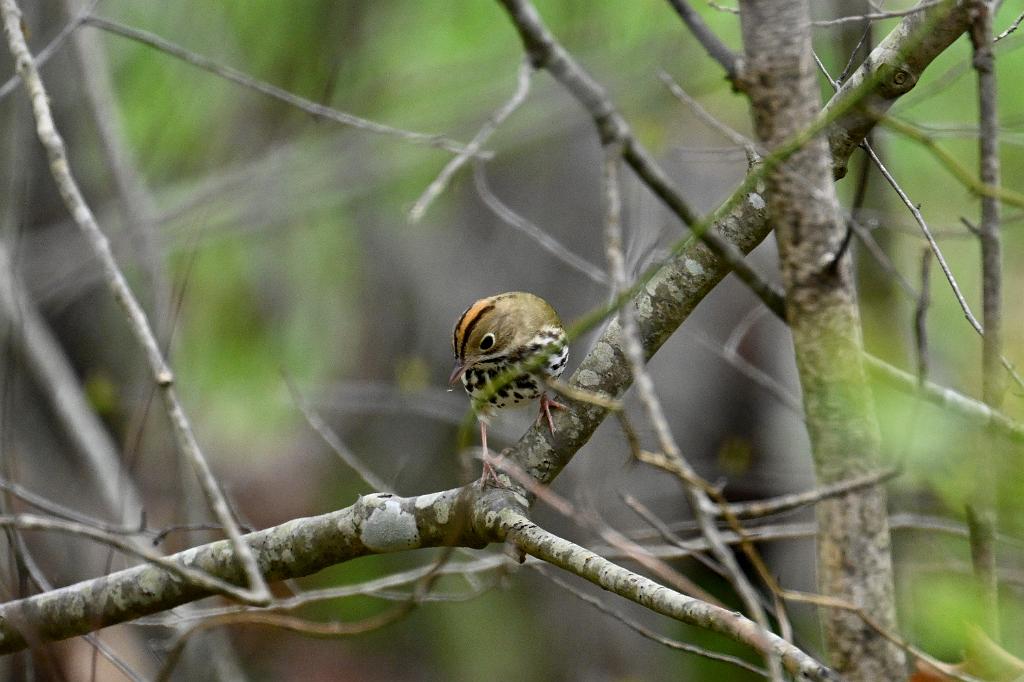 Warbler, Ovenbird, 2025-05077564 Parker River NWR, MA.JPG - Ovenbird. Parker River National Wildlife Refuge, MA, 5-7-2025